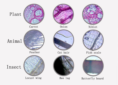 Kids Plastic 450X 1200X Zoom Biological Science Microscope Refined Scientific Instrument Educational Toy Useful Microscope